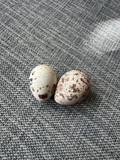 Californian Quail Eggs X12 NOT
