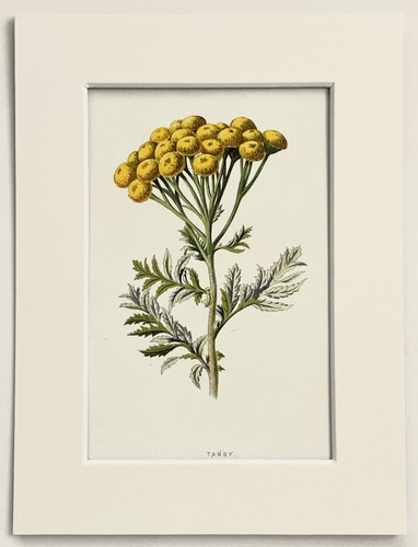 Yellow tansy hulme - yellow, mounted