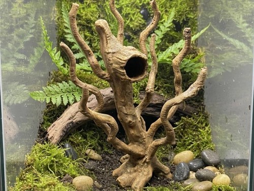 Reptile invert jumping spider - reptile,