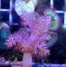 Pink Kenya Tree Soft leather Coral on a frag plug