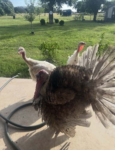 Turkey fertile eggs - eggs, 2