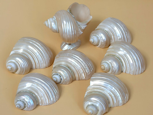 7pc seashell napkin rings - seashell,