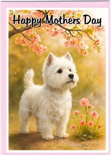 West highland white terrier - west,