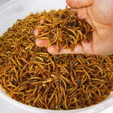 Dried mealworms premium - mealworms, wild