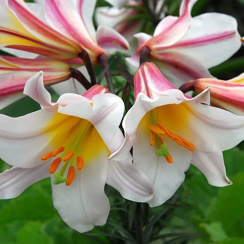 Seed white trumpet lily - trumpet,
