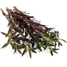 Limnophila Aromatica 6-8 stems Hippuridoides Live Aquarium Plant Tropical K2AQUA