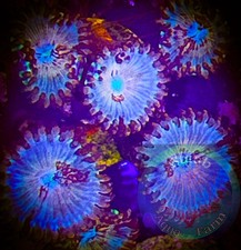 SAF~5- White Zombie Zoanthid
