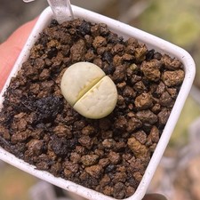 Exact Plant，1pc C349A