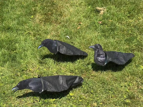 Pack silosock crow - 12,