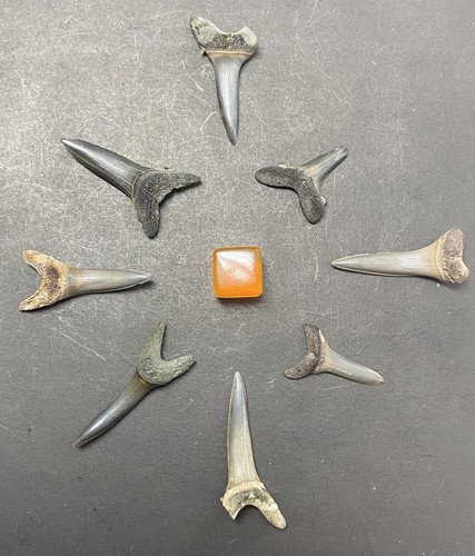 Large fossil - 8,