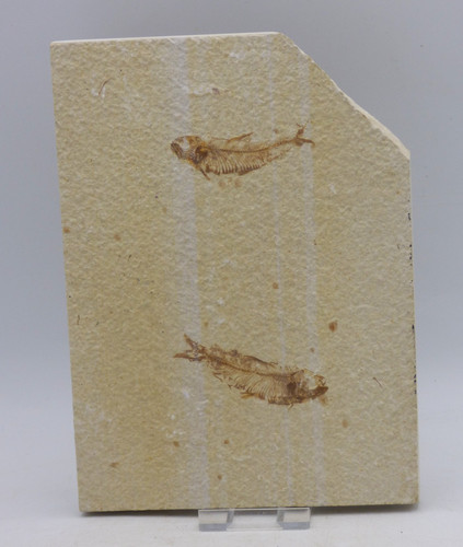 Fossil knightia fish - knightia,