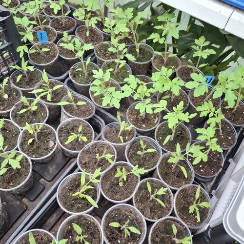 Mixed tomato plants healthy - plants,