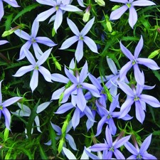 Isotoma fairy carpet plant