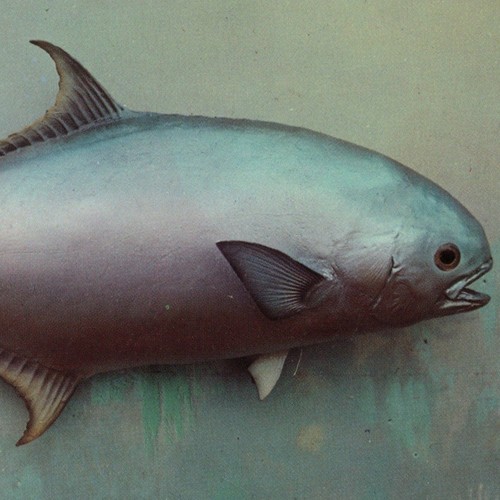 Atlantic pompano fighting fish - pompano,