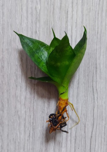 Dwarf snake plant - dwarf,