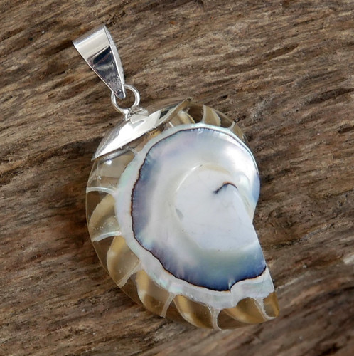 Small clear nautilus - nautilus, &