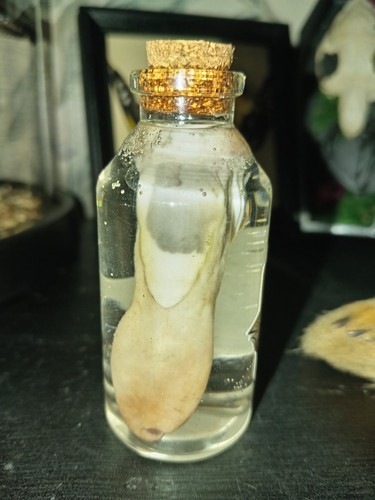 Wet specimen hare - tongue, in