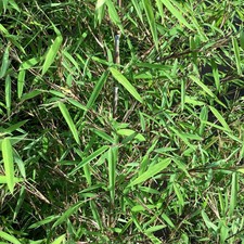 Fargesia angustissima narrow - angustissima,