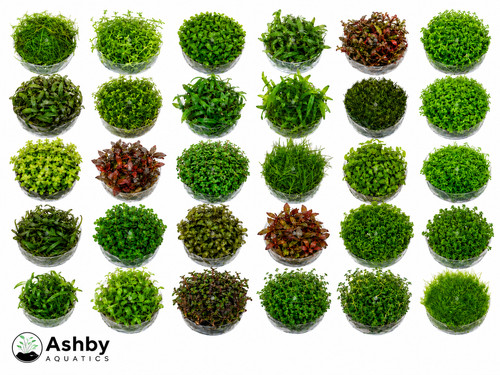 Live vitro aquarium plants - live,