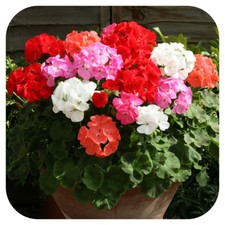 Geranium Cabaret Mixed Pelargonium Mini Plug Plants x 24 For Potting On