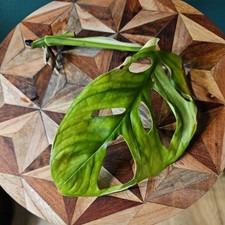 Monstera Adansonii Albo
