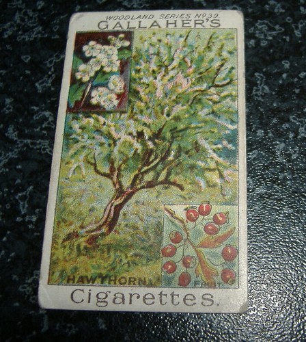 Gallaher woodland trees - gallaher, no39