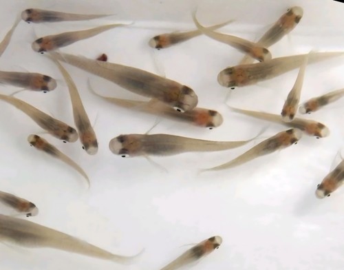 Live gambusia mosquito - gambusia,