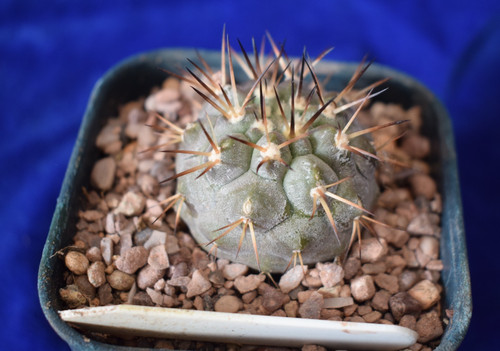 Copiapoa cinerea var columna - copiapoa, var.