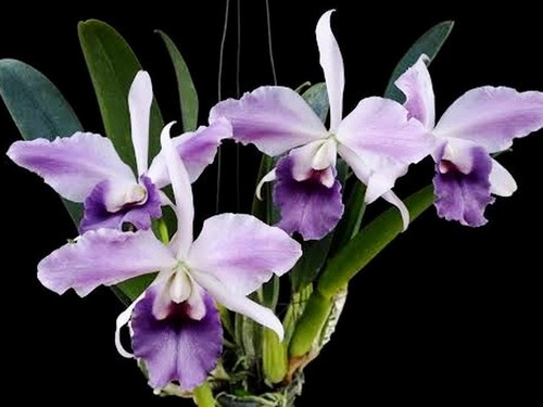 Cattleya mishima elf - mishima, 'blue'
