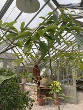 Large Mature Avocado Tree Very