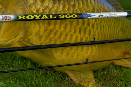 New carbon carp - new,
