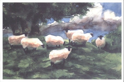 Andy waite sheep watercolour - andy,