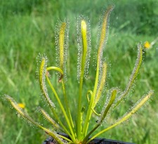 Live Plants Drosera Capensis