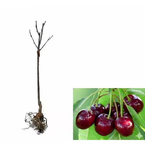 Orchards lapins cherry - orchards,