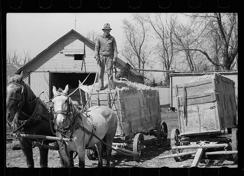 Unharnessing team horses - unharnessing, of