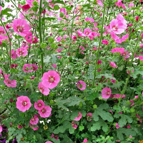 Anisodontea marshmallow plant - anisodontea,