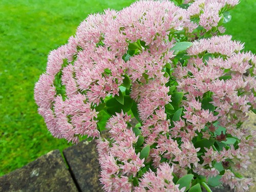 Sedum spectabile brilliant - spectabile, 'brilliant'