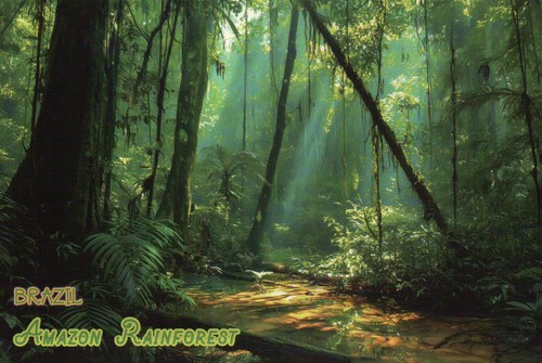 Amazon rainforest brazil - brazil, south