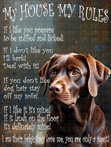 Chocolate labrador house my - house,