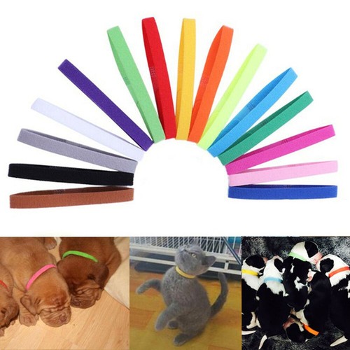 Cat nylon puppy collar pet - puppy,