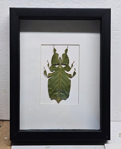 Real framed green leaf - framed,