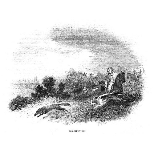 Fox hunting antique print - fox,