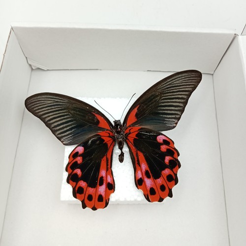 Papilio rumanzovia scarlet - rumanzovia,