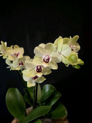Mini phalaenopsis montagua 1 - mini,