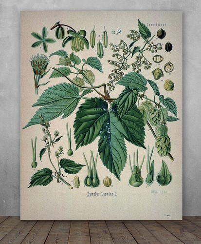 Poster hops plant - -,