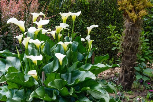 Seeds white calla lily - *seeds,