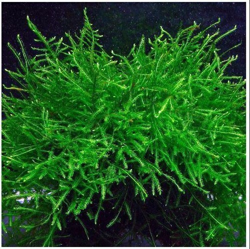 20g java moss shrimp safe - java, live