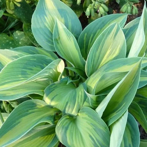 Hosta dinner jacket - 'dinner, |