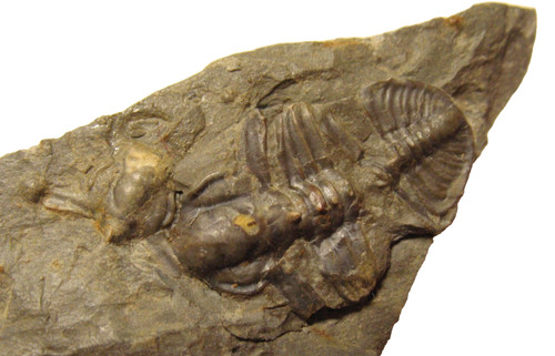 Cambrian trilobite fossil