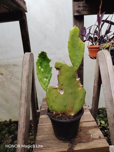 Opuntia gomei old mexico - 'old, mexico'